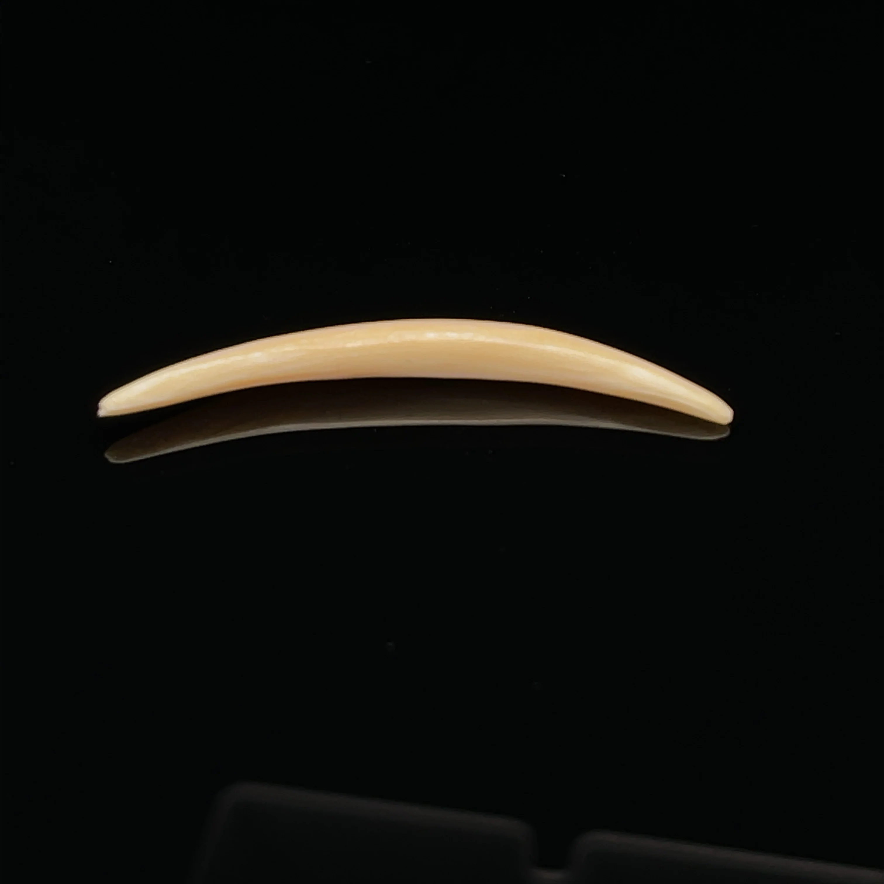 3.5mm Fossilized Mammoth Ivory Septum Tusk