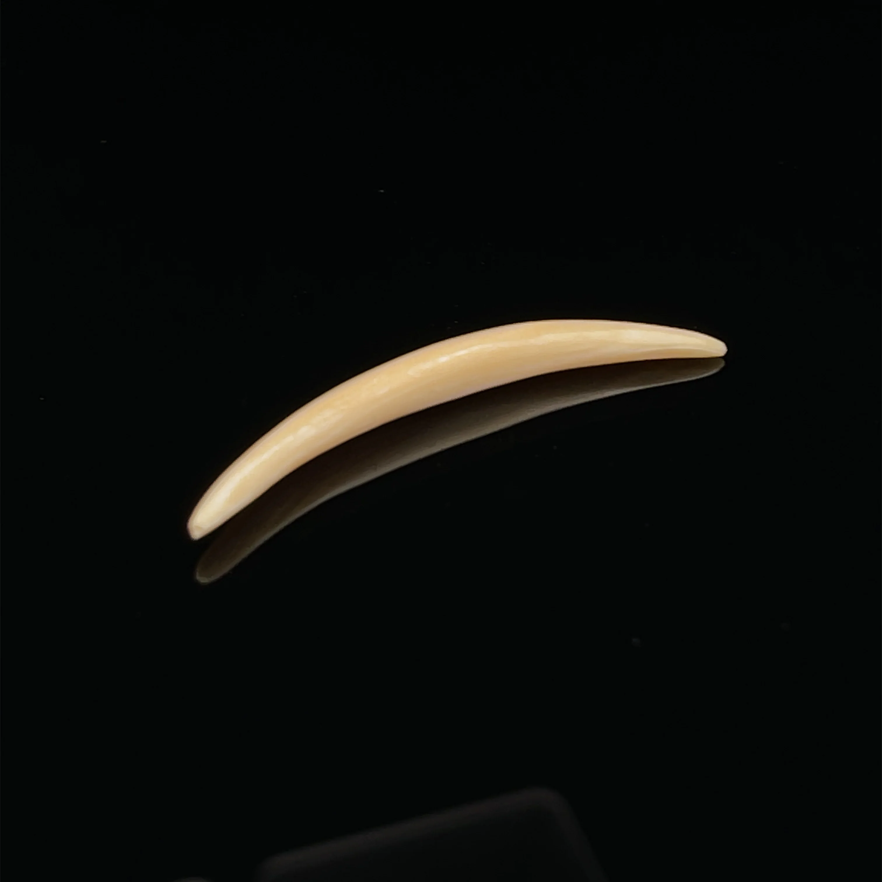 3.5mm Fossilized Mammoth Ivory Septum Tusk - Image 2