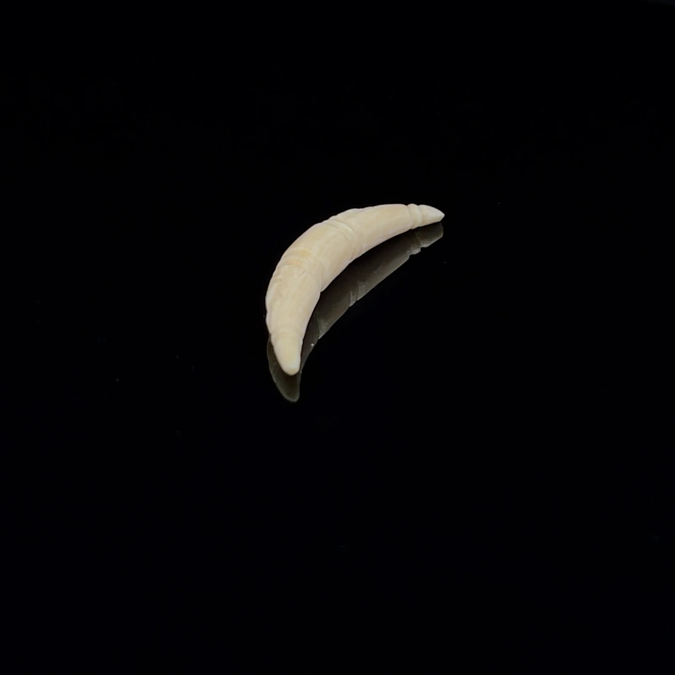 4g (5mm) Fossilized Mammoth Carved Ivory Septum Tusk - Image 3