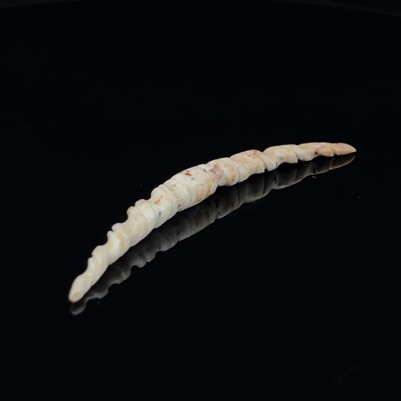 4g (5mm) Fossilized Mammoth Ivory Carved Septum Tusk - Image 2