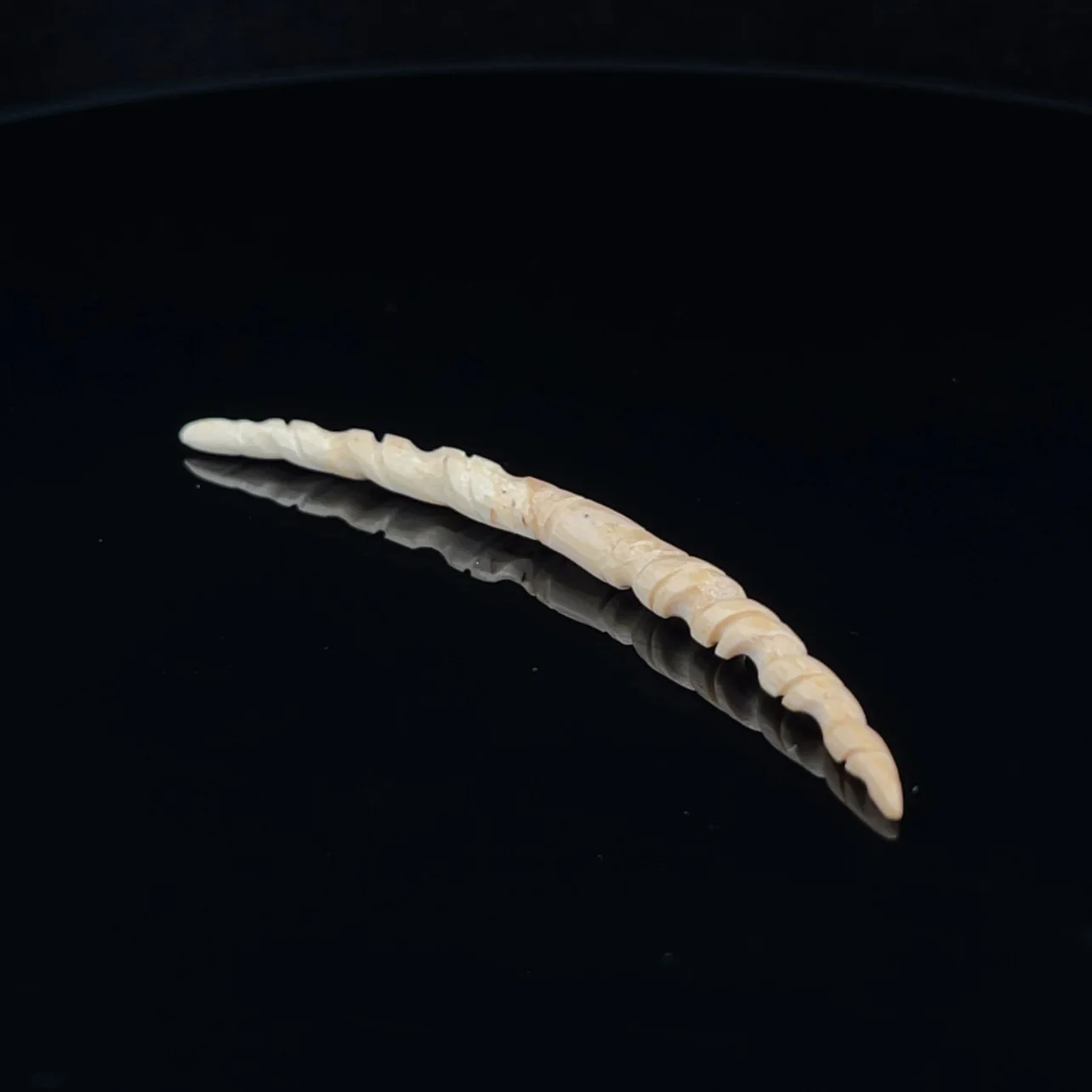 6g (4mm) Fossilized Mammoth Ivory Carved Septum Tusk - Image 3