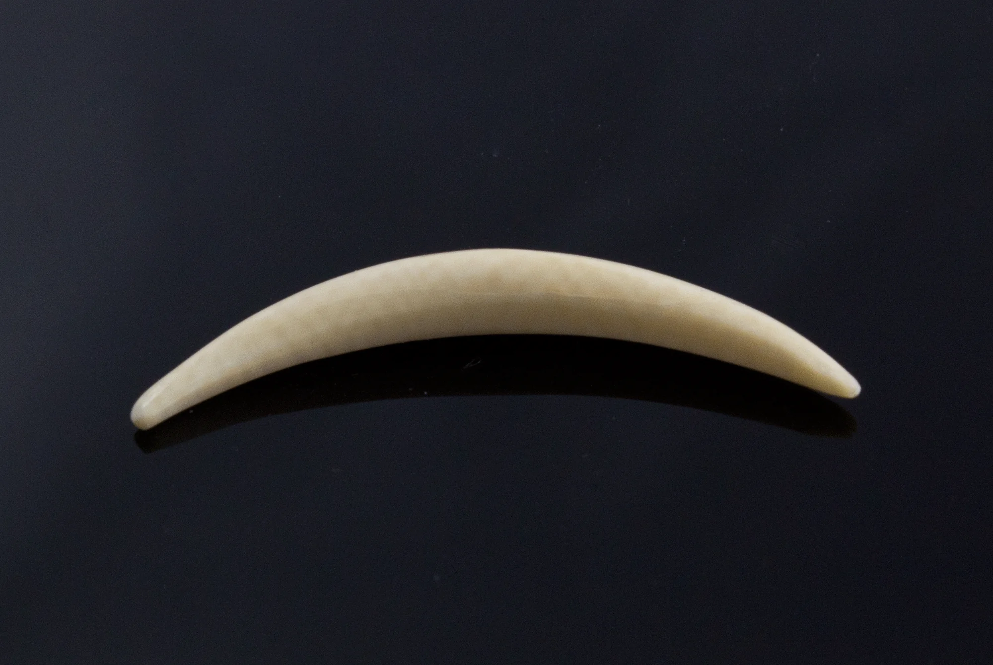 6g (4mm) Fossilized Mammoth Ivory Septum Tusk - Image 2