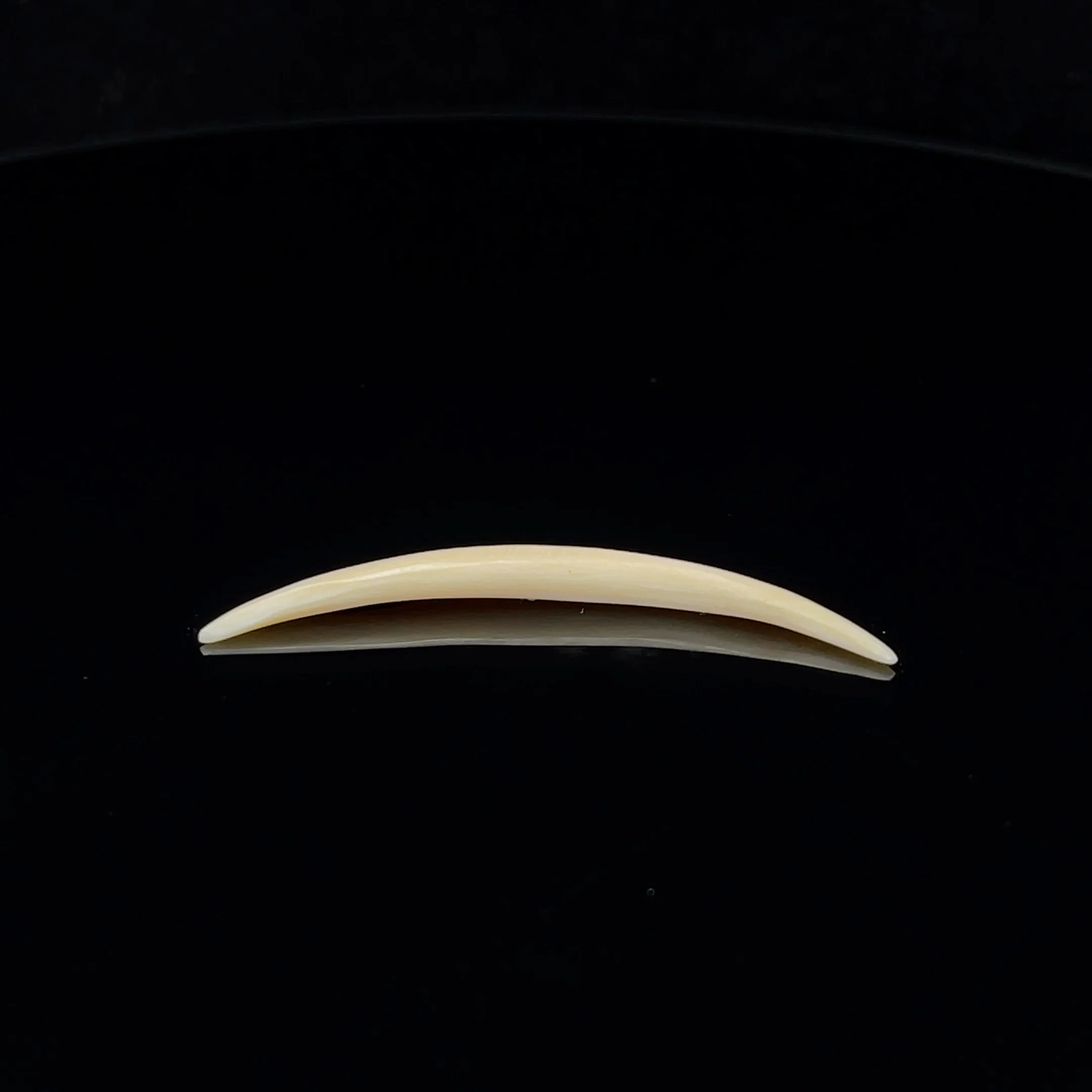8g (3mm) Fossilized Mammoth Ivory Septum Tusk
