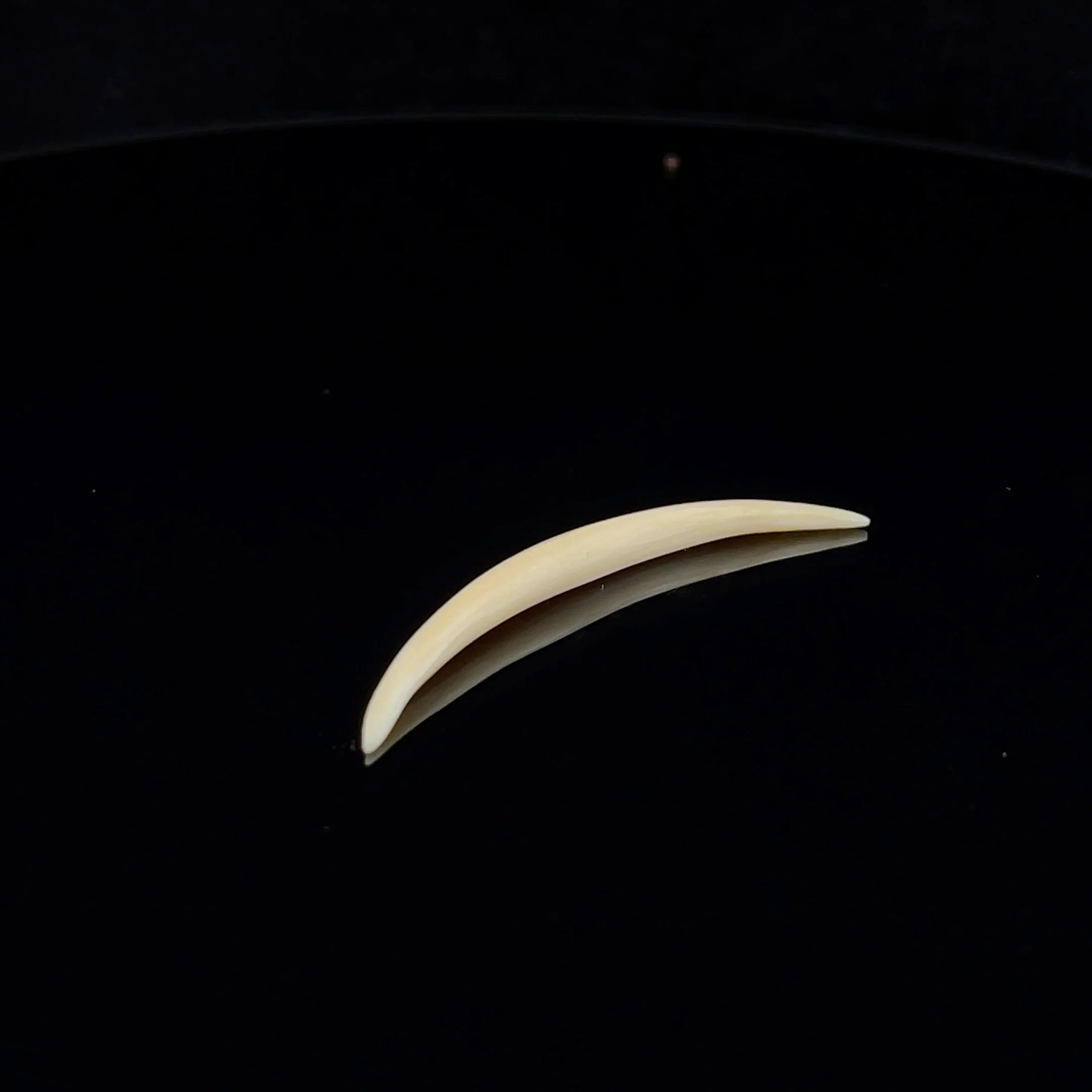 8g (3mm) Fossilized Mammoth Ivory Septum Tusk - Image 2