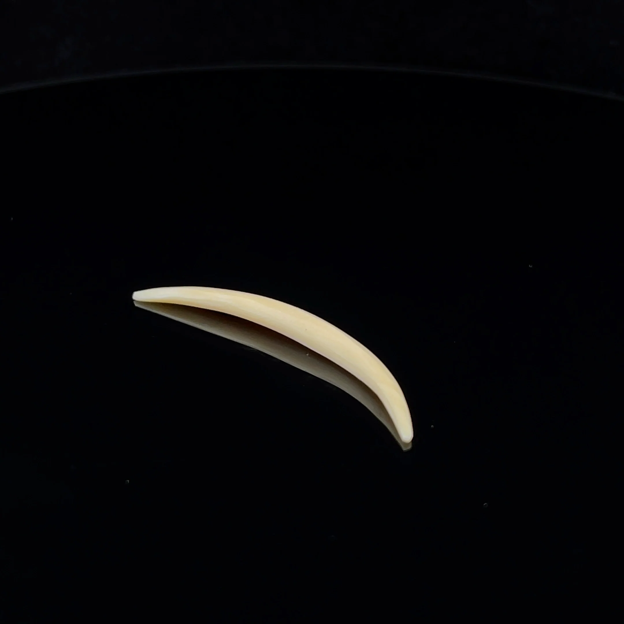 8g (3mm) Fossilized Mammoth Ivory Septum Tusk - Image 3