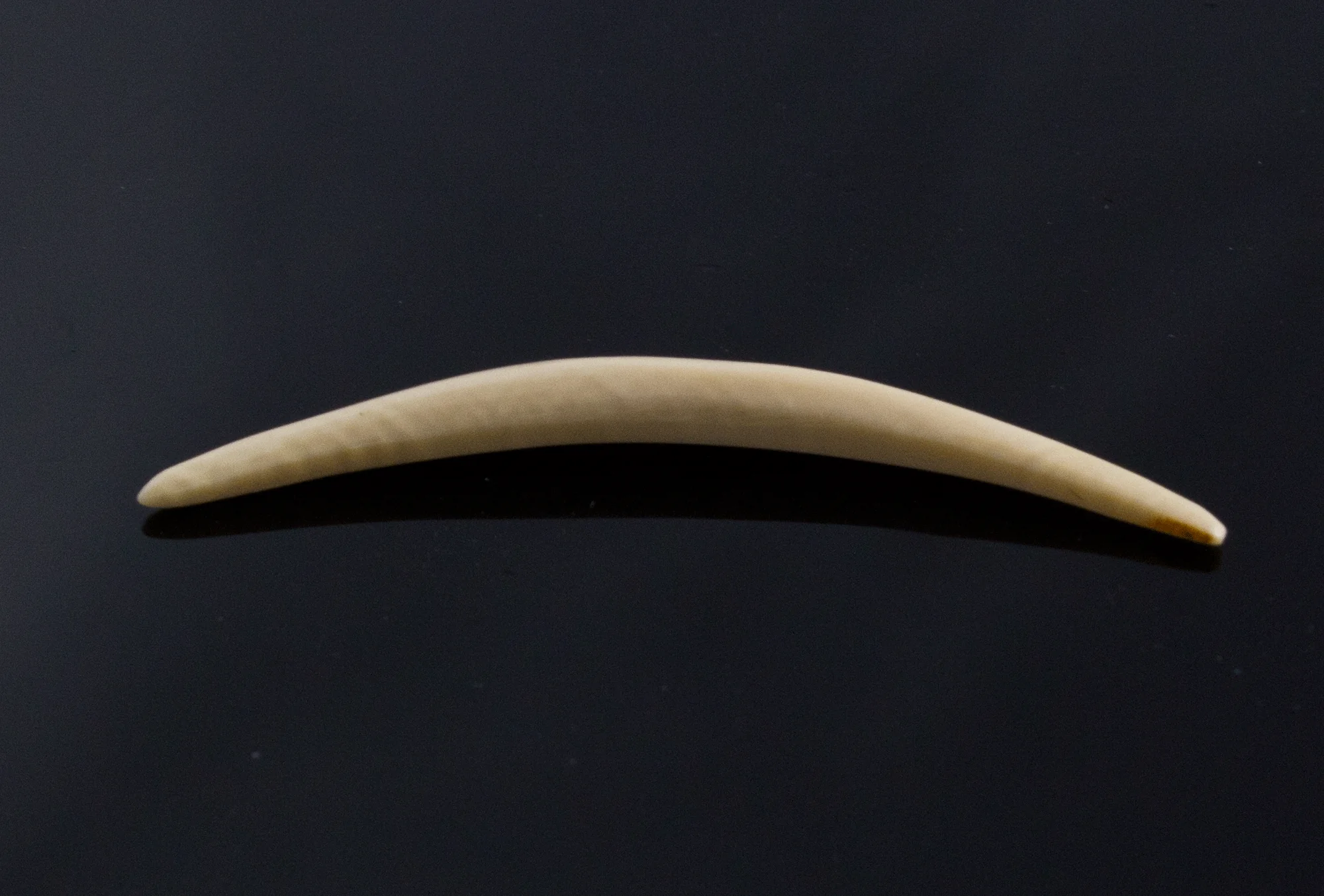 8g (3mm) Fossilized Mammoth Ivory Septum Tusk - Image 2