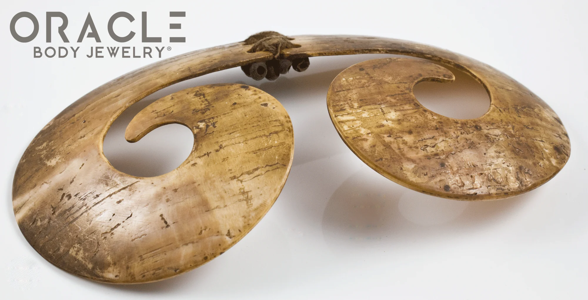 Paupa New Guinea Asmat Large Shell Septum Adornment - Image 3