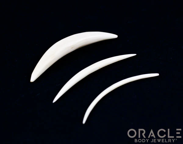 Plain Tusk - Image 3