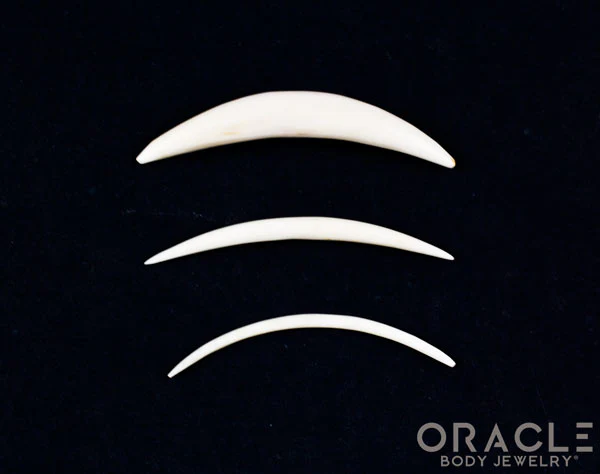 Plain Tusk - Image 4